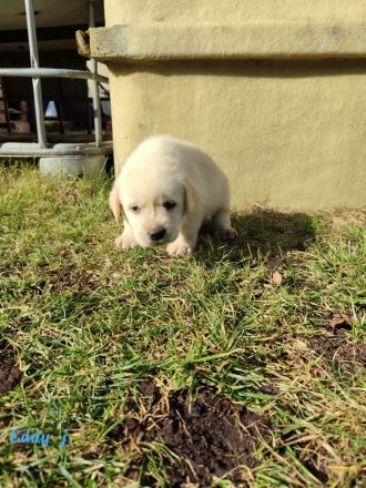 Labradorwelpen aus Hobbyzucht