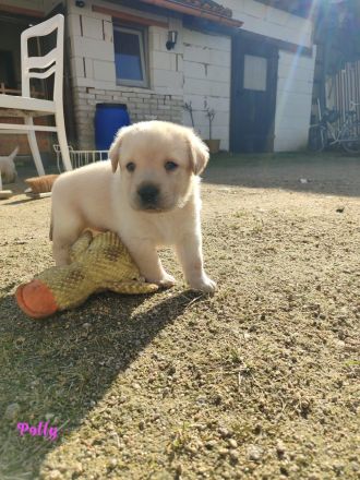 Labradorwelpen aus Hobbyzucht