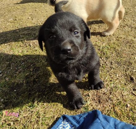Labradorwelpen aus Hobbyzucht