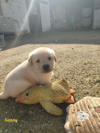 Labradorwelpen aus Hobbyzucht