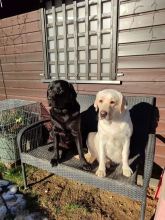 Labradorwelpen aus Hobbyzucht