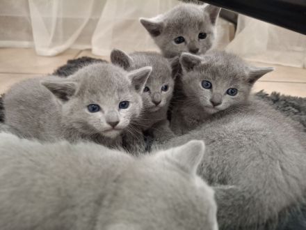 Vier Reinrassige russisch blau Jungs