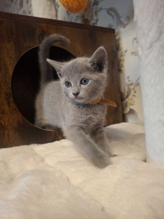 Vier Reinrassige russisch blau Jungs