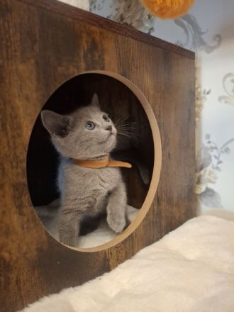 Vier Reinrassige russisch blau Jungs