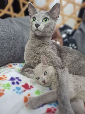 Reinrassige russisch blau kitten