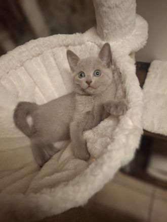 Reinrassige russisch blau kitten