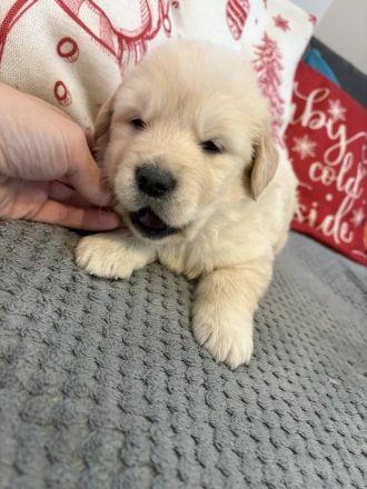 Golden Retriever Welpen