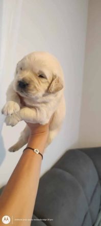 Golden Retriever Welpen