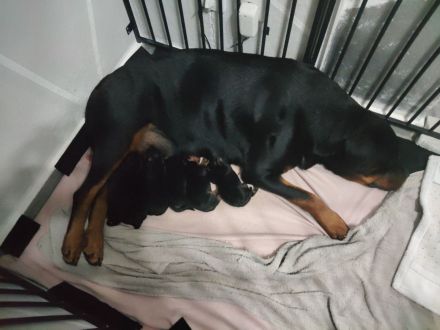 Rottweiler Welpenhunde