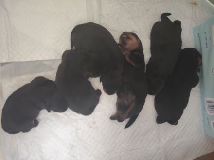 Rottweiler Welpenhunde