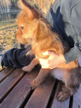 Kleiner Charmeur zum Verlieben: Spitz-Yorkie-Mix Welpe sucht sein Glück! 🐾