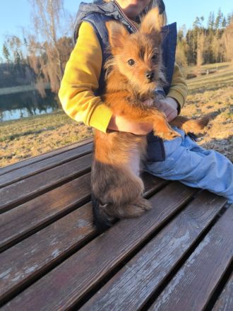 Kleiner Charmeur zum Verlieben: Spitz-Yorkie-Mix Welpe sucht sein Glück! 🐾