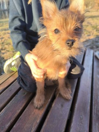 Kleiner Charmeur zum Verlieben: Spitz-Yorkie-Mix Welpe sucht sein Glück! 🐾