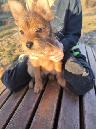 Kleiner Charmeur zum Verlieben: Spitz-Yorkie-Mix Welpe sucht sein Glück! 🐾