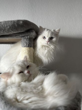 🐾 2 junge Perser-Siam-Mix Katzen (Geschwister) – nur zusammen abzugeben 🐾