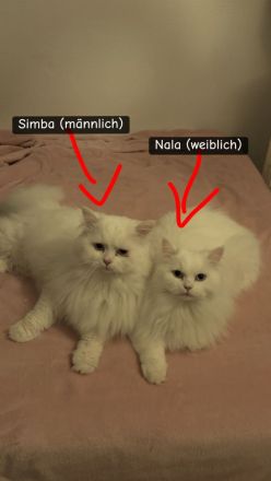 🐾 2 junge Perser-Siam-Mix Katzen (Geschwister) – nur zusammen abzugeben 🐾