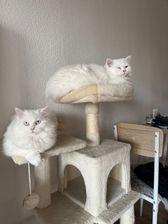 🐾 2 junge Perser-Siam-Mix Katzen (Geschwister) – nur zusammen abzugeben 🐾