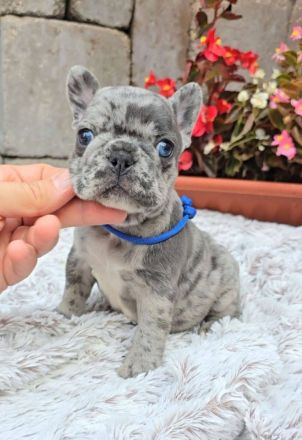 Französische Bulldoggen Welpen.