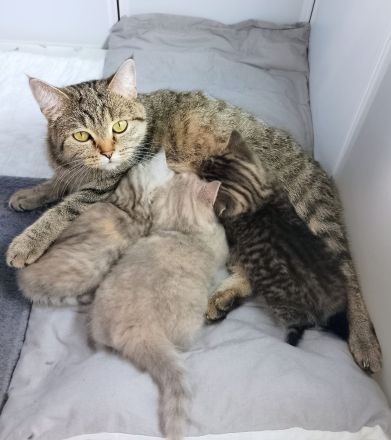 Süße BKH Tabby Kitten, Katzenbaby, Britisch Kurzhaar Katze, Kätzchen