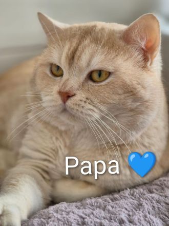 Süße BKH Tabby Kitten, Katzenbaby, Britisch Kurzhaar Katze, Kätzchen