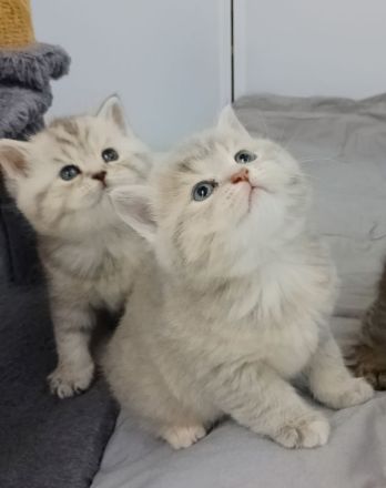 Süße BKH Tabby Kitten, Katzenbaby, Britisch Kurzhaar Katze, Kätzchen