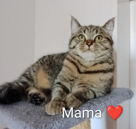 Süße BKH Tabby Kitten, Katzenbaby, Britisch Kurzhaar Katze, Kätzchen