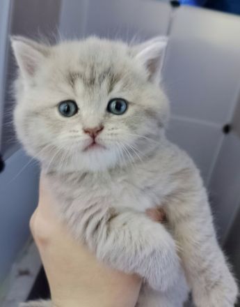 Süße BKH Tabby Kitten, Katzenbaby, Britisch Kurzhaar Katze, Kätzchen