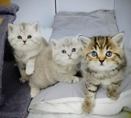 Süße BKH Tabby Kitten, Katzenbaby, Britisch Kurzhaar Katze, Kätzchen
