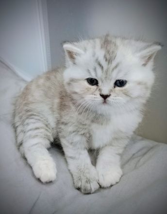 Süße BKH Tabby Kitten, Katzenbaby, Britisch Kurzhaar Katze, Kätzchen