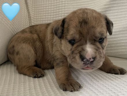 Miniatur Bullterrier – Old Englisch, Bulldog Mix