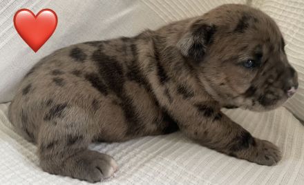 Miniatur Bullterrier – Old Englisch, Bulldog Mix