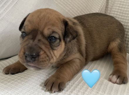 Miniatur Bullterrier – Old Englisch, Bulldog Mix