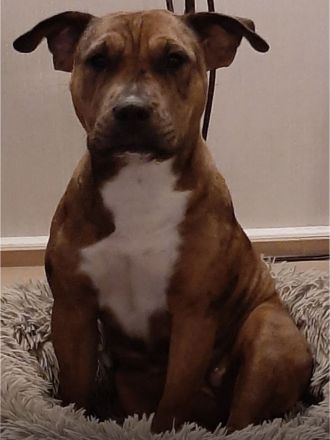 Miniatur Bullterrier – Old Englisch, Bulldog Mix