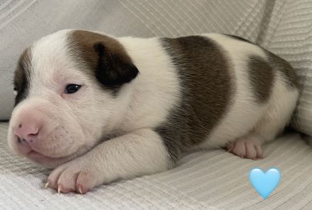 Miniatur Bullterrier – Old Englisch, Bulldog Mix