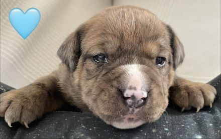 Miniatur Bullterrier – Old Englisch, Bulldog Mix