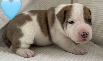 Miniatur Bullterrier – Old Englisch, Bulldog Mix