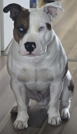 Miniatur Bullterrier – Old Englisch, Bulldog Mix