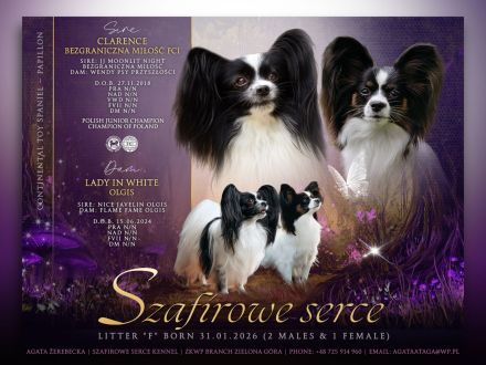 Kontinentales Spaniel Miniature Papillon