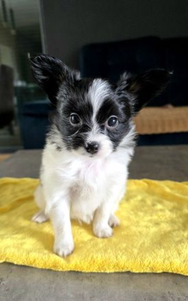 Kontinentales Spaniel Miniature Papillon