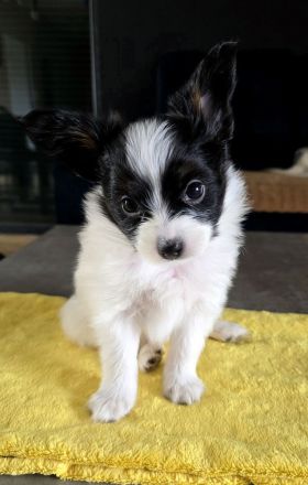 Kontinentales Spaniel Miniature Papillon