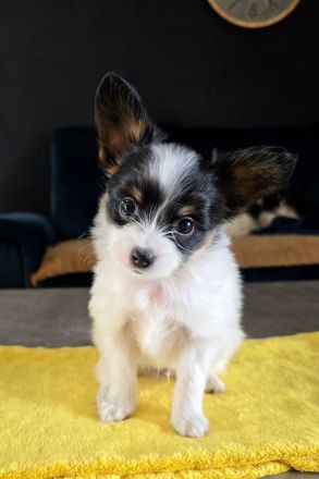 Kontinentales Spaniel Miniature Papillon