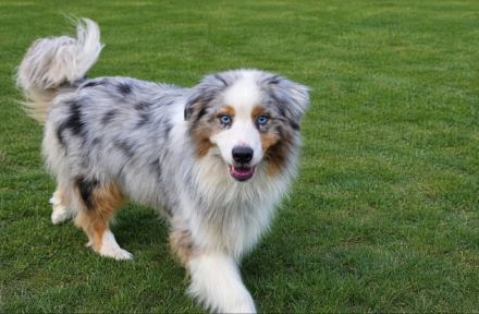 Australien Shepherd deckrüde