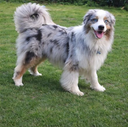 Australien Shepherd deckrüde