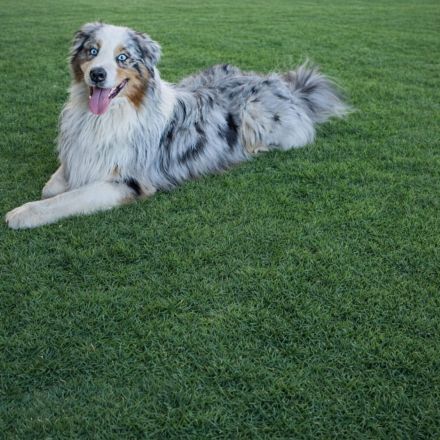Australien Shepherd deckrüde