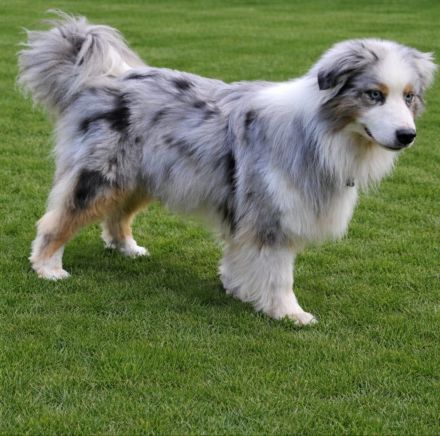 Australien Shepherd deckrüde