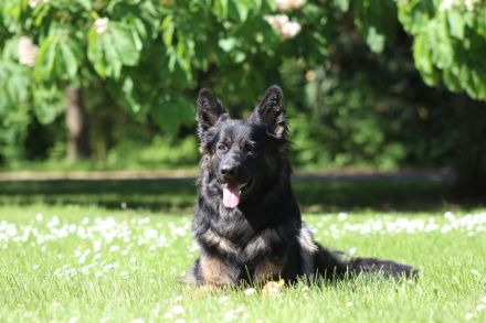 Deckrüde Zeus vom schwarzen Traum