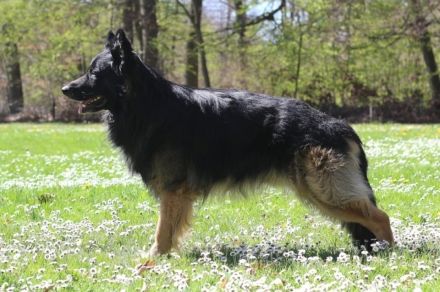 Deckrüde Zeus vom schwarzen Traum