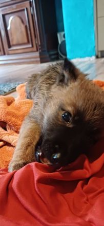 Keine Couchpotatos X Herder Welpen mit Charakter