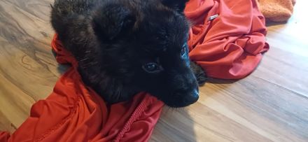 Keine Couchpotatos X Herder Welpen mit Charakter