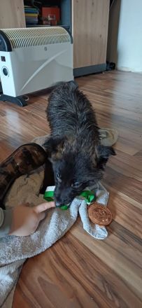 Keine Couchpotatos X Herder Welpen mit Charakter